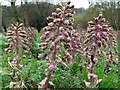 Butterbur flowers, Ryton Willows