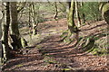 Woodland steps to Nant Grwhay, below Grwhay