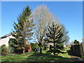 Monkey puzzle tree in Lower Wardown