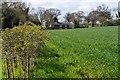 Field and cottage below Beacon Hill