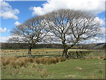 ST1399 : Trees on Gelli-gaer Common by Gareth James