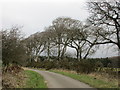 Beech and gorse by the roadside