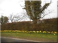 Daffodils on East Street