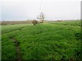 SU9918 : Footpath between bean fields by Peter Holmes