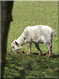 ST1398 : Welsh lamb by Gareth James