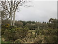 Beech, gorse and pine