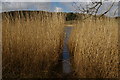 SW6525 : Reed beds on the Loe by Christopher Hilton