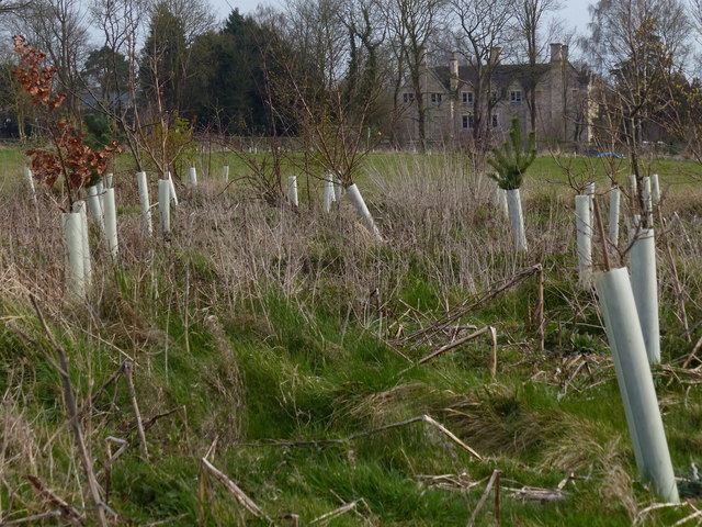 Newly planted trees at Sutton