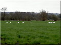 Swans on the Levels