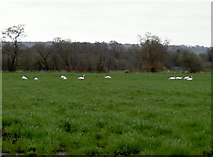 ST4242 : Swans on the Levels by Neil Owen