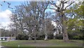 Mature Trees at Merris Wood College