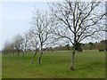 Trees on Whitwood Golf Course