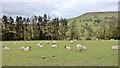 Ewes awaiting their chosen hour