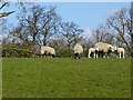 Ewes and lambs at pasture