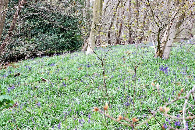 Bluebells in Oliver's Thicks
