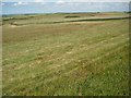 SX6739 : South Devon grassland by Philip Halling