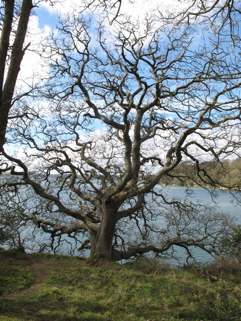 tree-with-twisted-branches-trelissick-david-hawgood-geograph