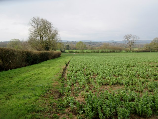 Bean Field © Peter Holmes Geograph Britain And Ireland
