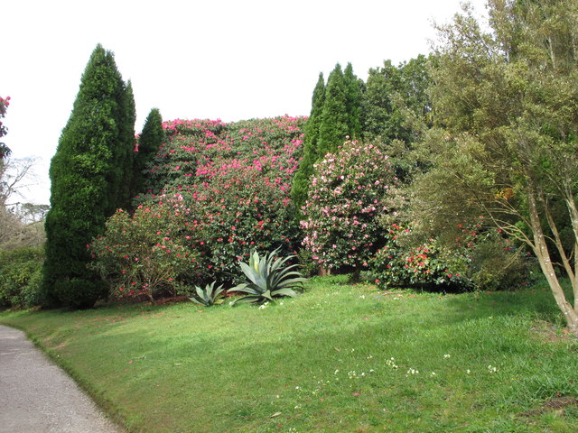 Rhododendron in Glendurgan gardens