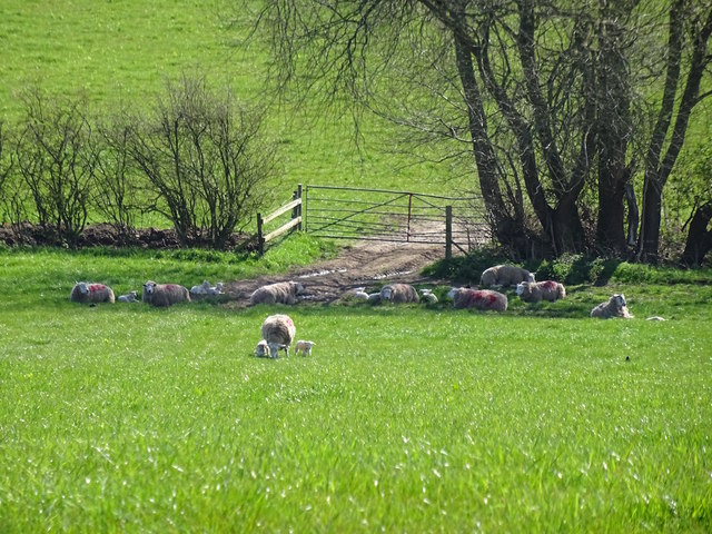 Sheep in the shade by the line of a footpath