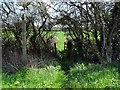 Footpath to Normanton on Soar