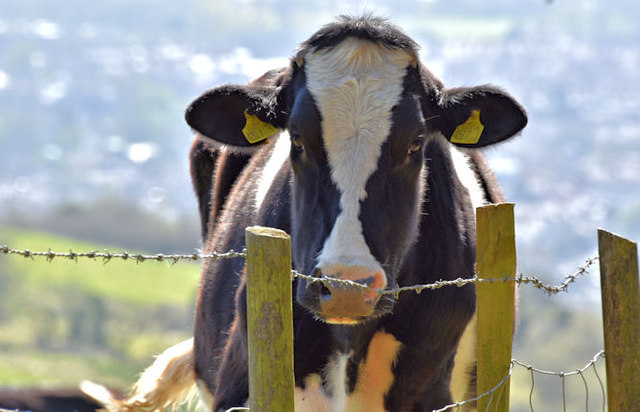 Cow and fence near the Cave Hill, Belfast (April 2016)