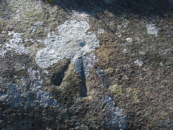 Lichen and Bench Mark