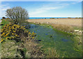 Dewpond near Pen-waun, St Dogmaels