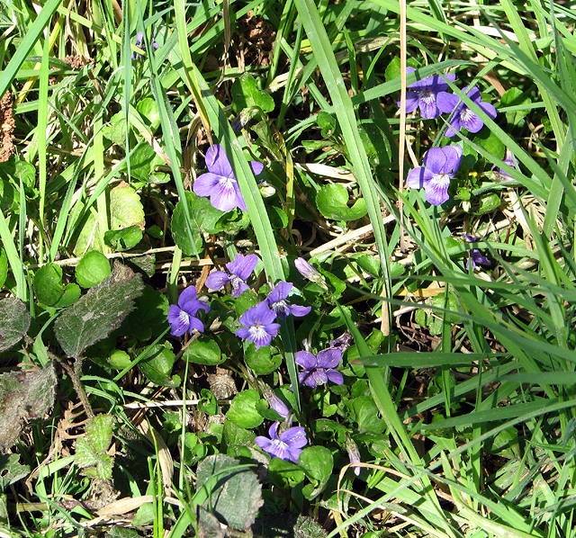 Common dog violets (Viola riviniana)