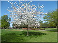 Blossom in Islip Manor Park