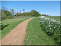 Daffodils at Belvue Park