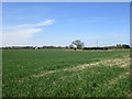 Fields near Holly Tree Farm