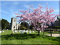 Cherry tree in flower, St. Leonard