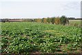 Crop west of the bridleway