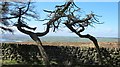 A pair of dead conifer trees below The Roaches