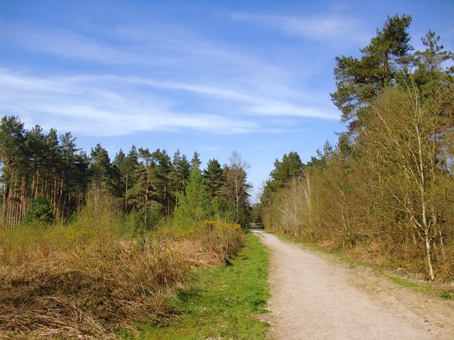 Forestry track through the Hurtwood