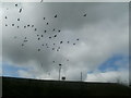 Pigeons circling Great Horton Tesco