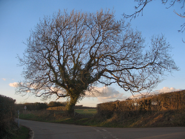Winter tree beside Moor Lane, nr Nottage