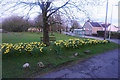 Daffodils on Murton Green