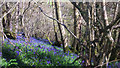 Bluebells in Broad Coppice, near Abbotsbury