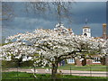 Blossom and rain showers at Hole Park