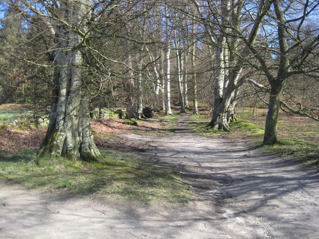 Parking Spaces and Track into Thrunton Wood