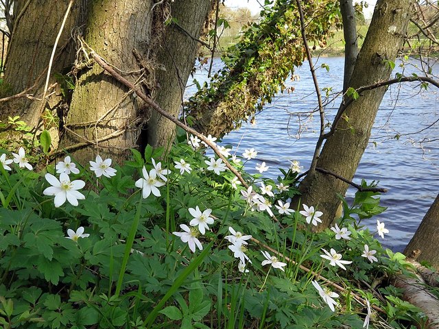 Wood anemones by River Tyne