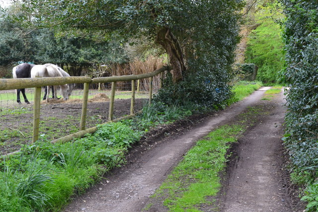 Footpath and ponies near Blashford Farm