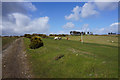 Ponies on Clyne Golf Club