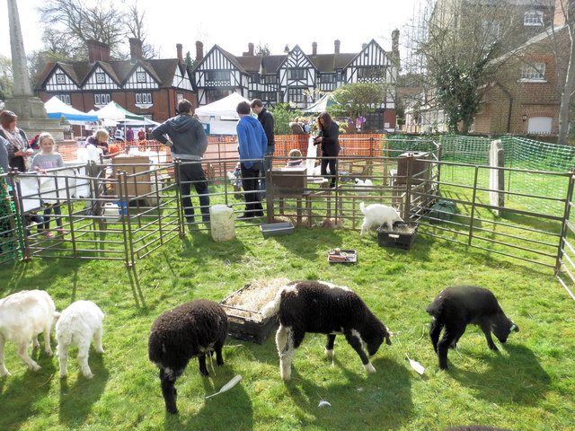 Farmyard Animals in Tring Churchyard as part of the Spring Fayre