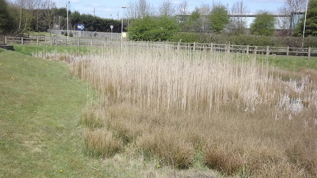 Overgrown pond, Ellistown
