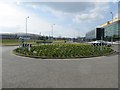 Daffodils on the roundabout