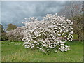 Blossom in Hole Park Gardens