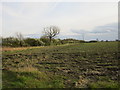 Ploughed field and hedgerow near Gribthorpe